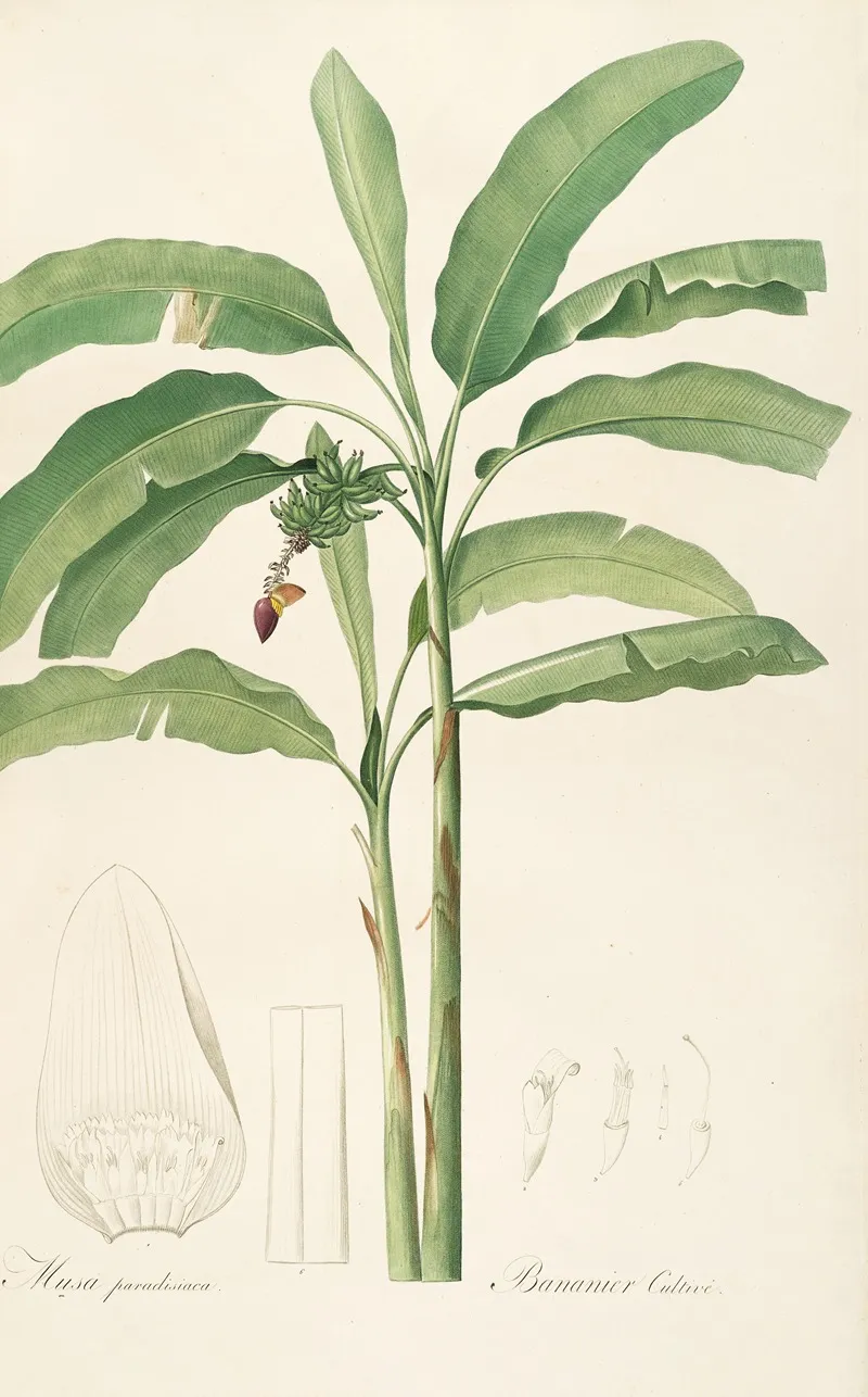 Les Liliacees Pl 22 Wall Art by Pierre Joseph Redouté - High-Resolution Digital Print
