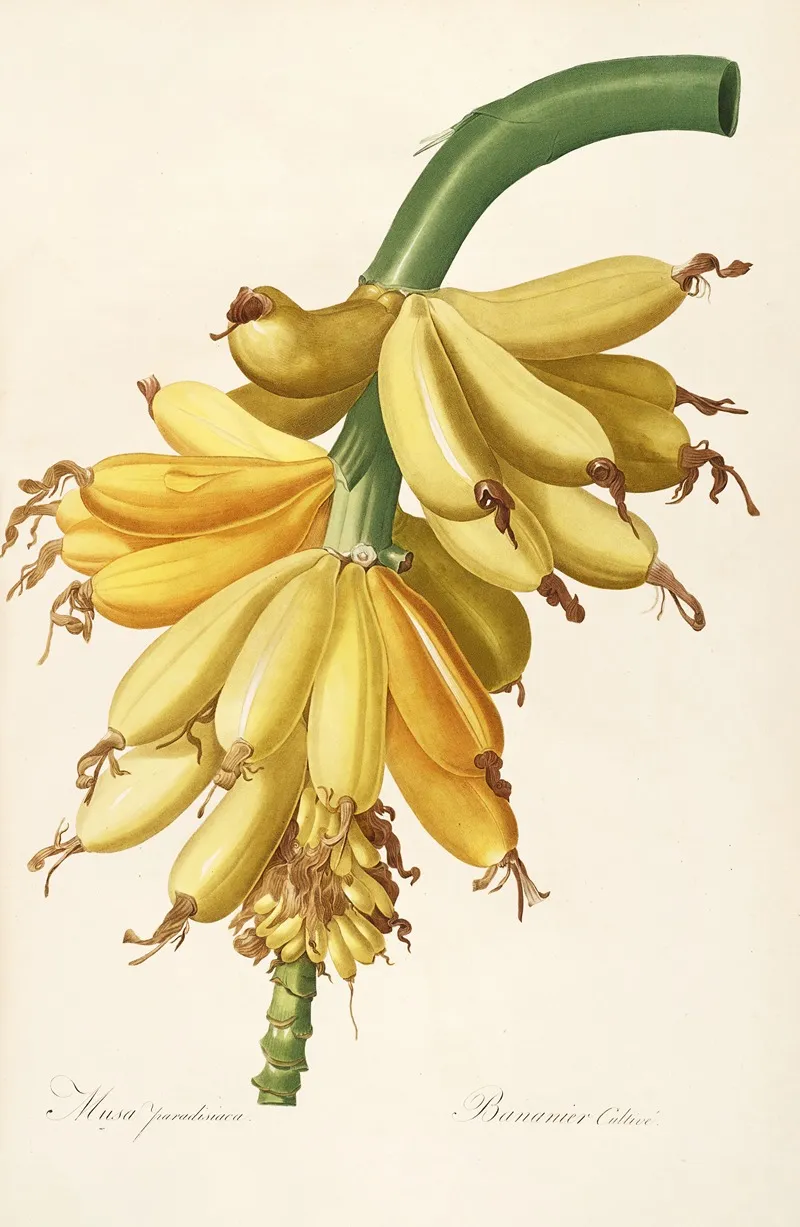Les Liliacees Pl 23 Wall Art by Pierre Joseph Redouté - High-Resolution Digital Print