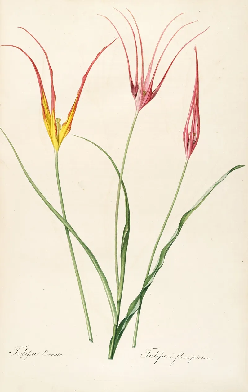 Les Liliacees Pl 24 Wall Art by Pierre Joseph Redouté - High-Resolution Digital Print