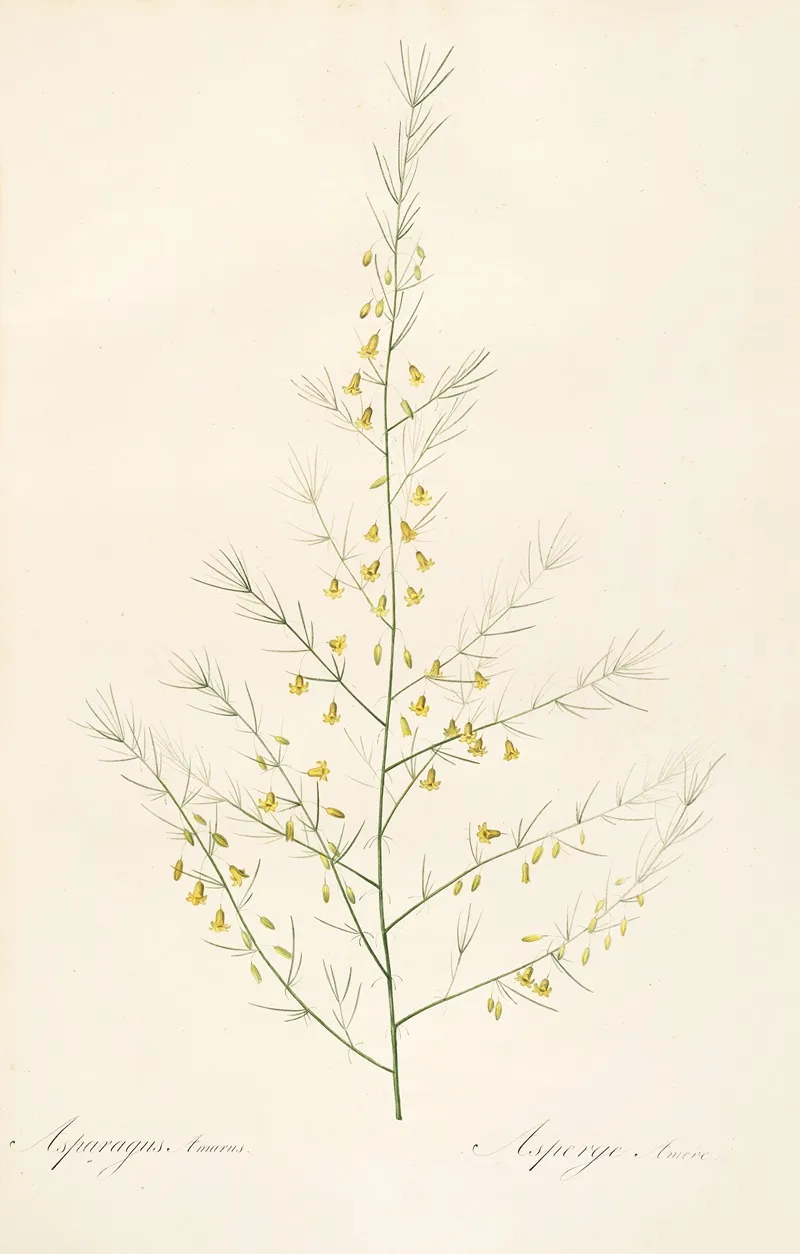 Les Liliacees Pl 25 Wall Art by Pierre Joseph Redouté - High-Resolution Digital Print