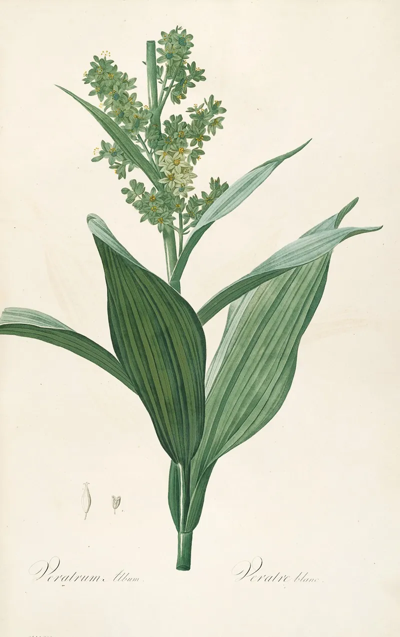 Les Liliacees Pl 26 Wall Art by Pierre Joseph Redouté - High-Resolution Digital Print