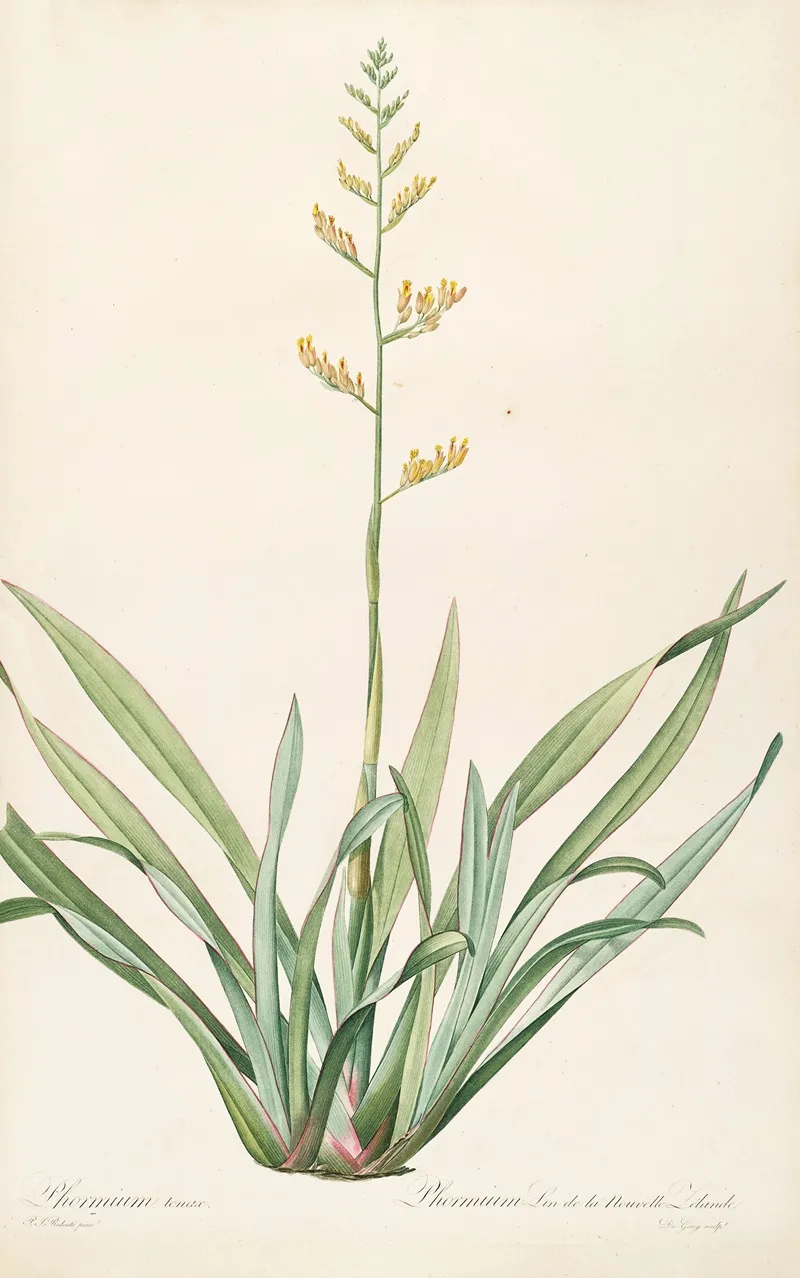 Les Liliacees Pl 27 Wall Art by Pierre Joseph Redouté - High-Resolution Digital Print