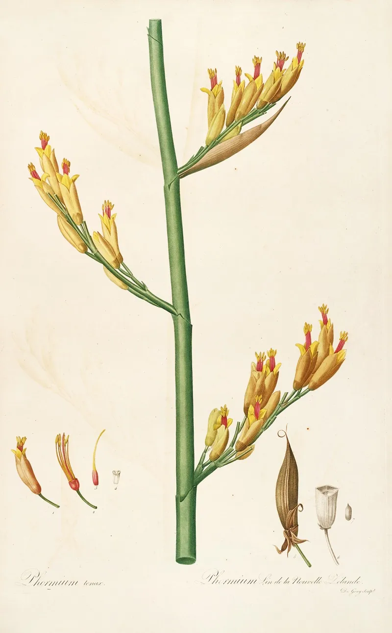 Les Liliacees Pl 28 Wall Art by Pierre Joseph Redouté - High-Resolution Digital Print