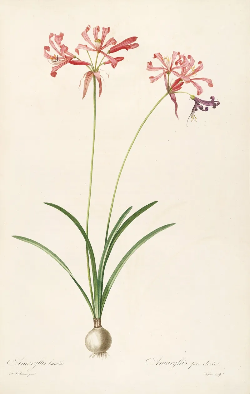 Les Liliacees Pl 29 Wall Art by Pierre Joseph Redouté - High-Resolution Digital Print