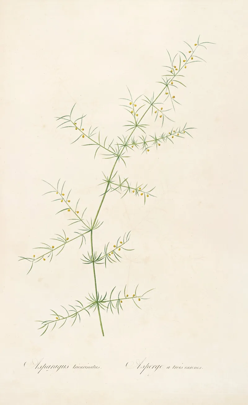 Les Liliacees Pl 30 Wall Art by Pierre Joseph Redouté - High-Resolution Digital Print