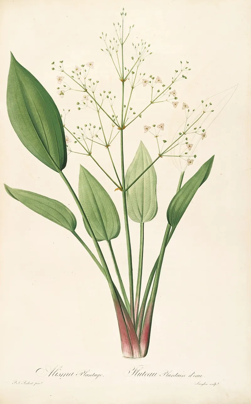 Les Liliacees Pl 31 Wall Art by Pierre Joseph Redouté - High-Resolution Digital Print