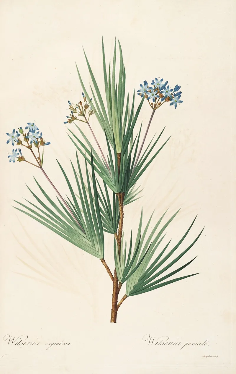 Les Liliacees Pl 32 Wall Art by Pierre Joseph Redouté - High-Resolution Digital Print