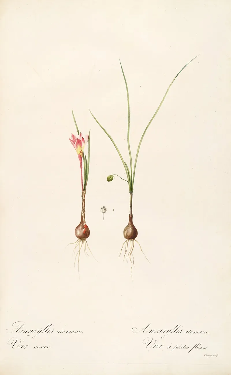 Les Liliacees Pl 33 Wall Art by Pierre Joseph Redouté - High-Resolution Digital Print