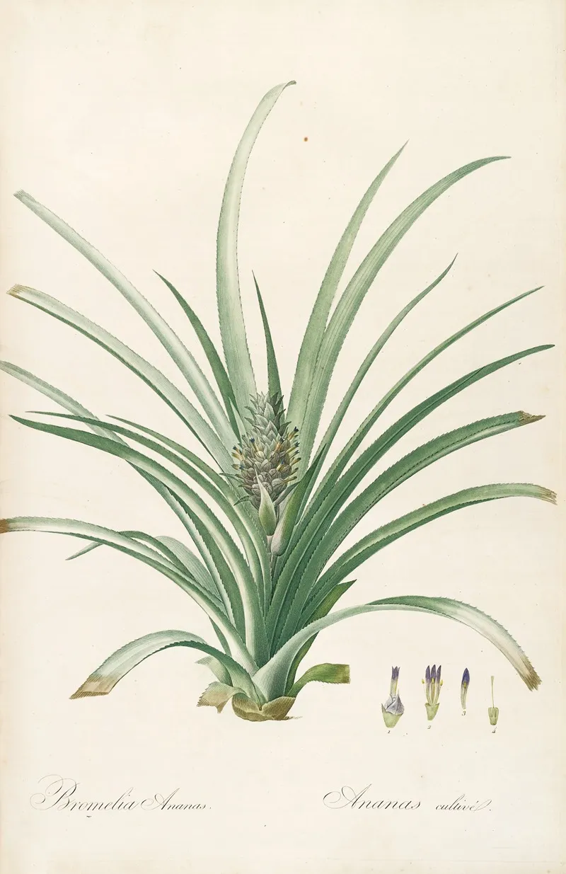 Les Liliacees Pl 34 Wall Art by Pierre Joseph Redouté - High-Resolution Digital Print
