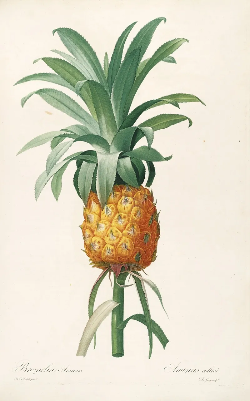 Les Liliacees Pl 35 Wall Art by Pierre Joseph Redouté - High-Resolution Digital Print