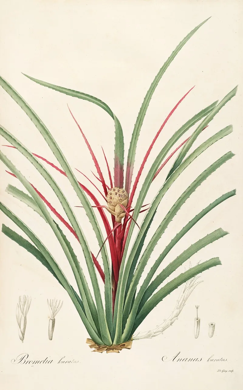 Les Liliacees Pl 36 Wall Art by Pierre Joseph Redouté - High-Resolution Digital Print