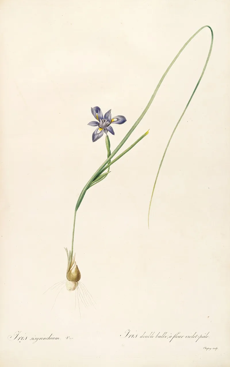 Les Liliacees Pl 37 Wall Art by Pierre Joseph Redouté - High-Resolution Digital Print
