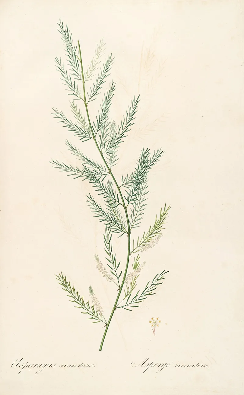 Les Liliacees Pl 39 Wall Art by Pierre Joseph Redouté - High-Resolution Digital Print