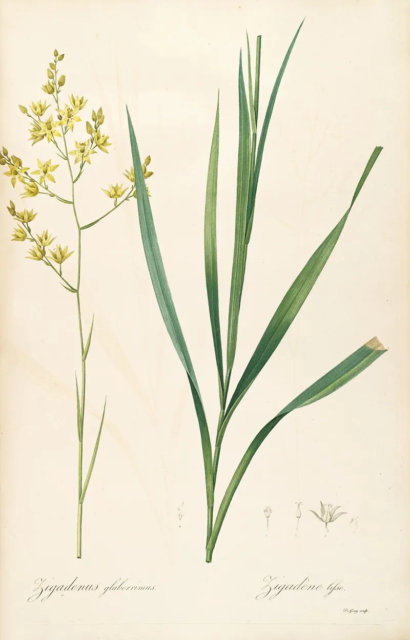 Les Liliacees Pl 40 Wall Art by Pierre Joseph Redouté - High-Resolution Digital Print