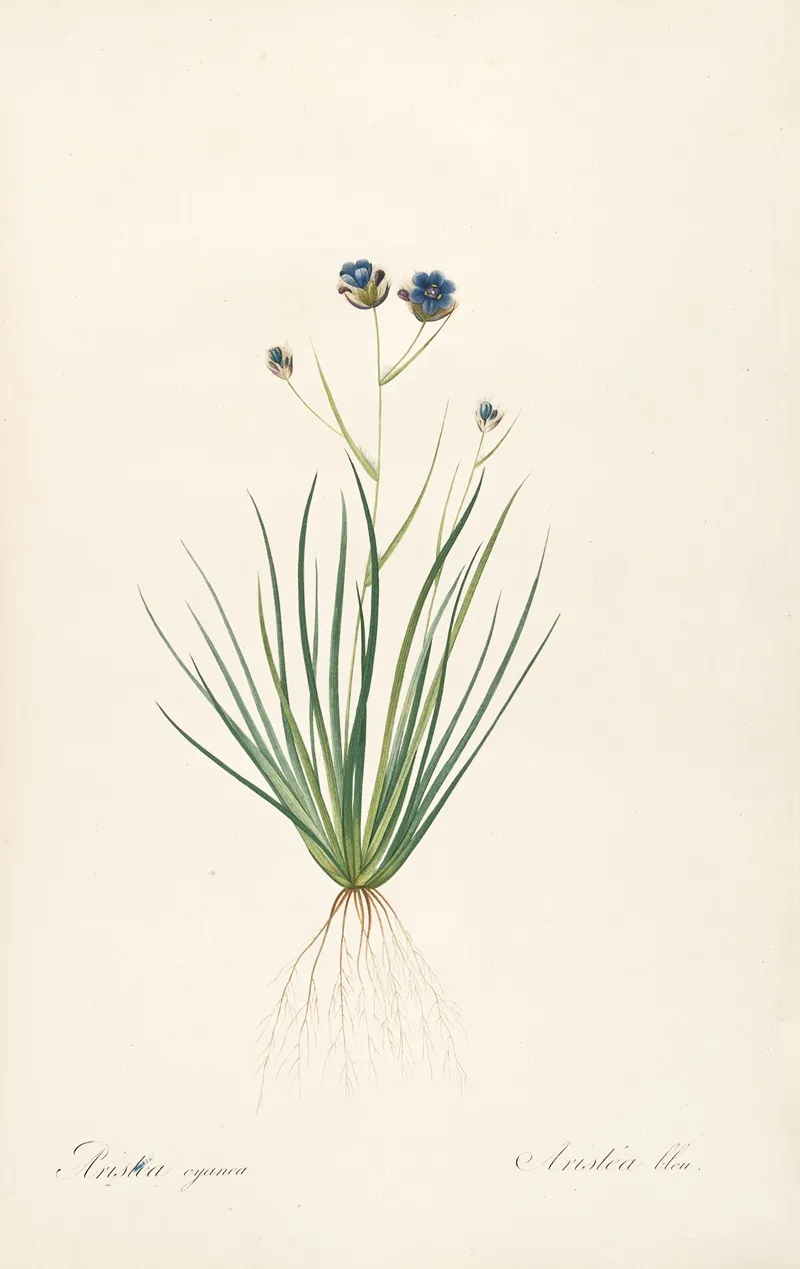 Les Liliacees Pl 41 Wall Art by Pierre Joseph Redouté - High-Resolution Digital Print