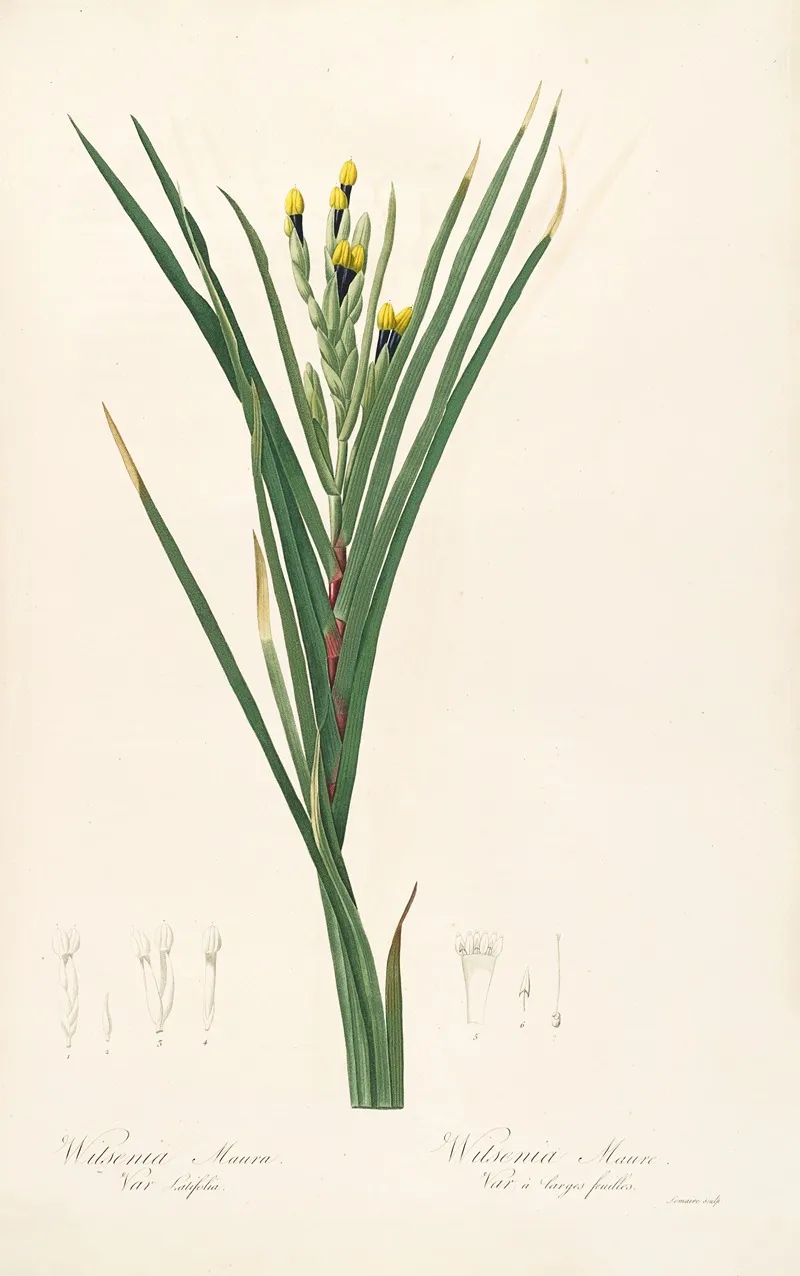Les Liliacees Pl 42 Wall Art by Pierre Joseph Redouté - High-Resolution Digital Print