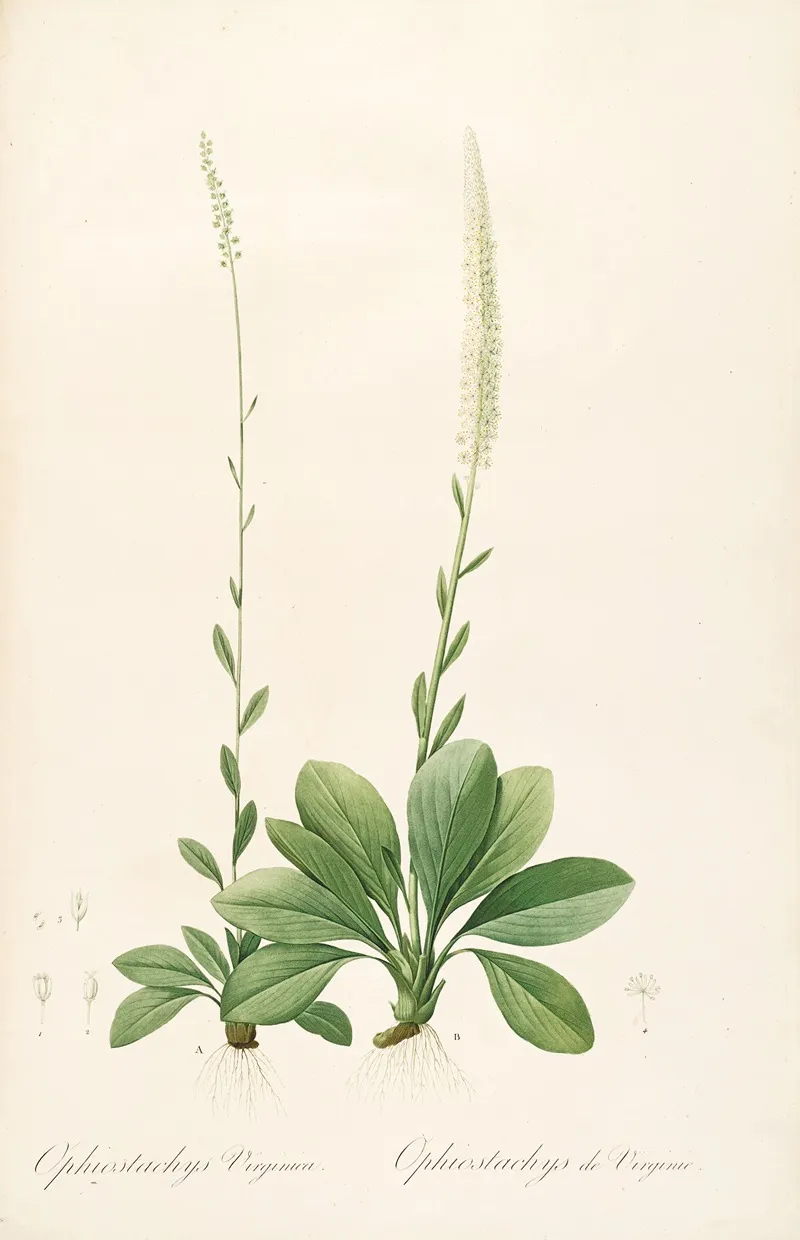 Les Liliacees Pl 43 Wall Art by Pierre Joseph Redouté - High-Resolution Digital Print