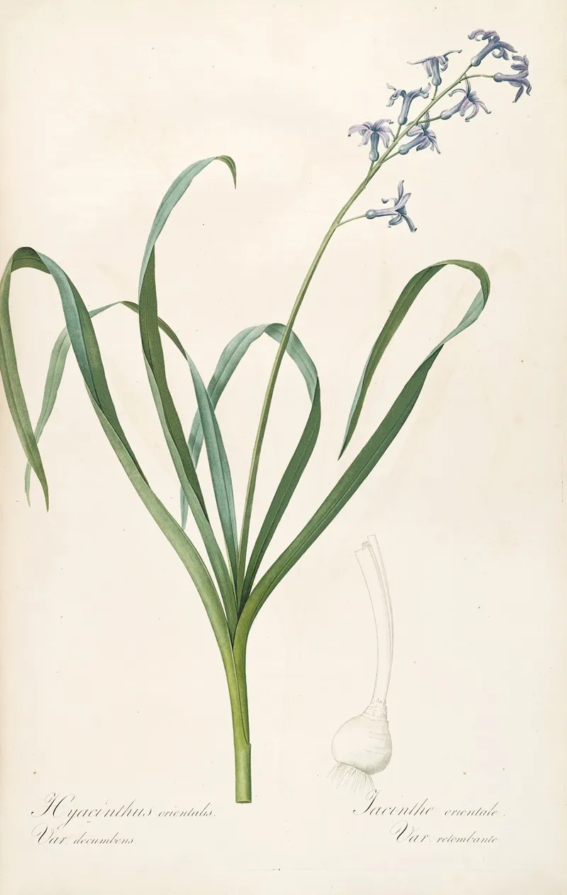 Les Liliacees Pl 44 Wall Art by Pierre Joseph Redouté - High-Resolution Digital Print