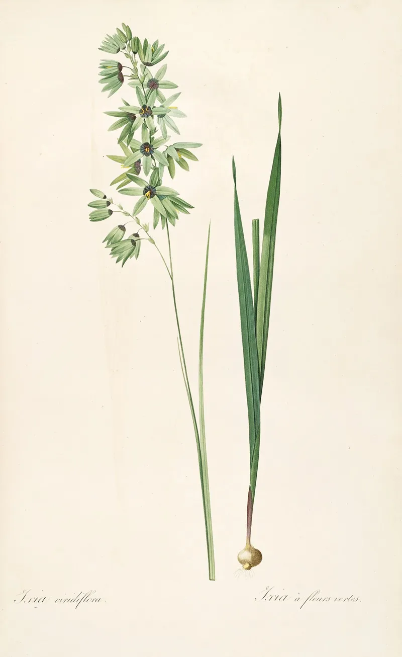 Les Liliacees Pl 45 Wall Art by Pierre Joseph Redouté - High-Resolution Digital Print
