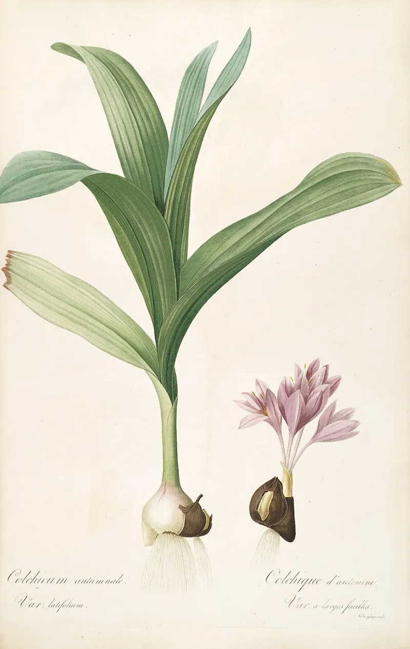 Les Liliacees Pl 47 Wall Art by Pierre Joseph Redouté - High-Resolution Digital Print