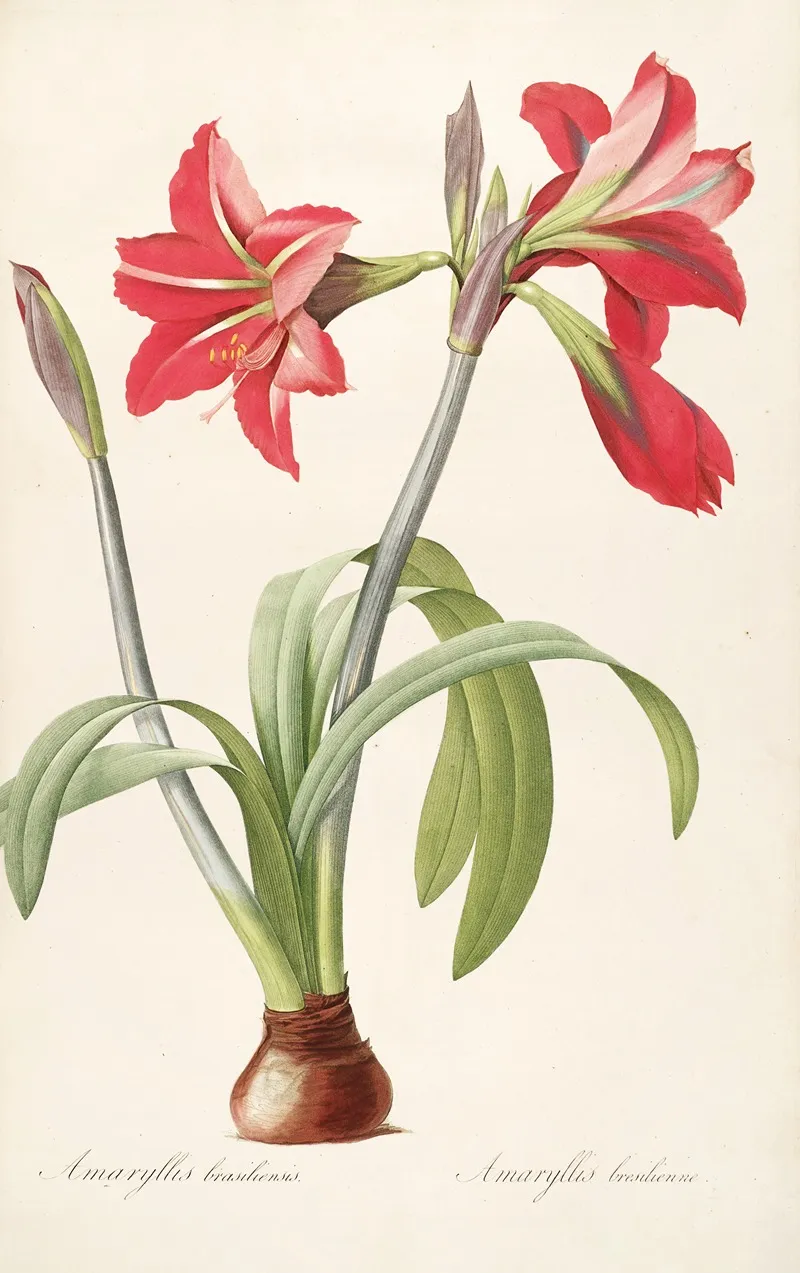 Les Liliacees Pl 48 Wall Art by Pierre Joseph Redouté - High-Resolution Digital Print