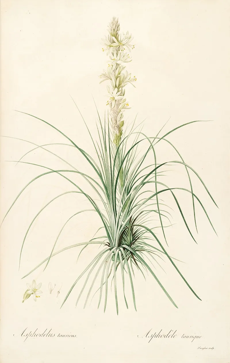 Les Liliacees Pl 49 Wall Art by Pierre Joseph Redouté - High-Resolution Digital Print