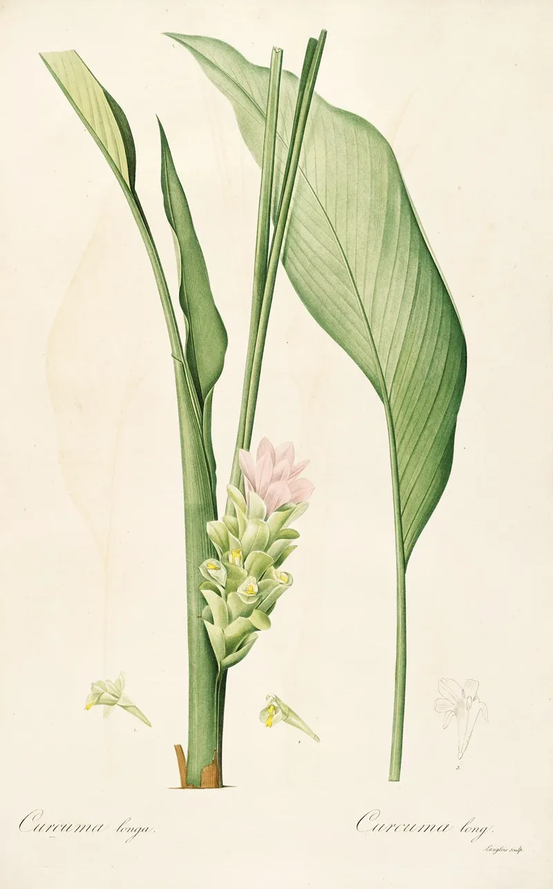 Les Liliacees Pl 52 Wall Art by Pierre Joseph Redouté - High-Resolution Digital Print