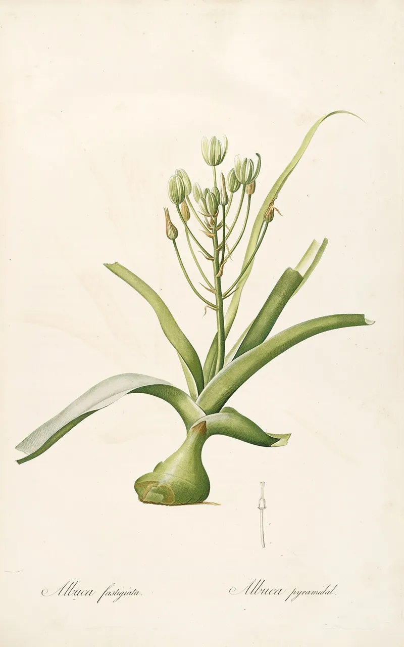 Les Liliacees Pl 53 Wall Art by Pierre Joseph Redouté - High-Resolution Digital Print