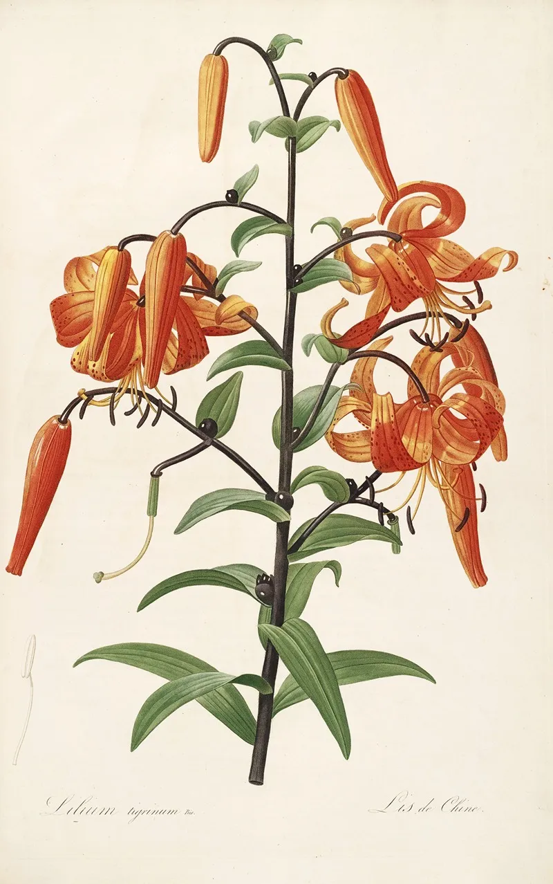 Les Liliacees Pl 54 Wall Art by Pierre Joseph Redouté - High-Resolution Digital Print