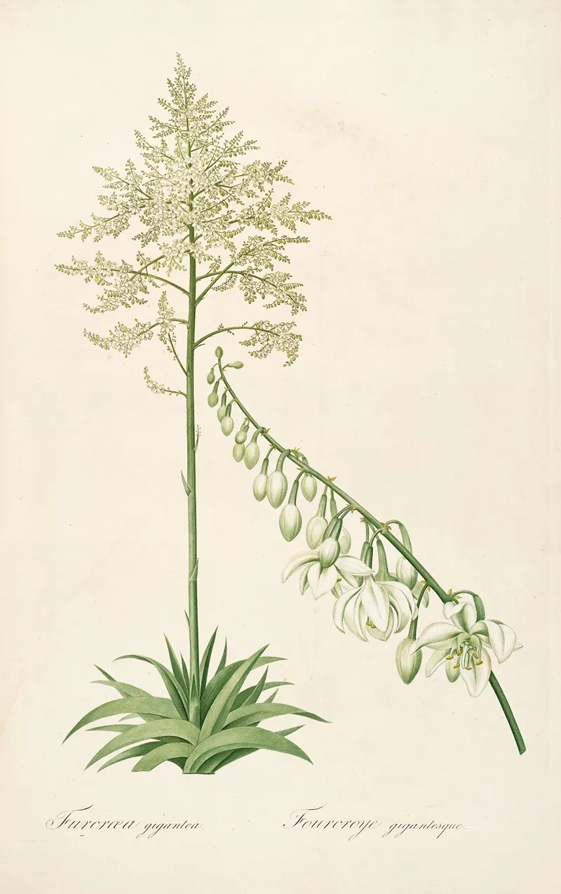 Les Liliacees Pl 55 Wall Art by Pierre Joseph Redouté - High-Resolution Digital Print