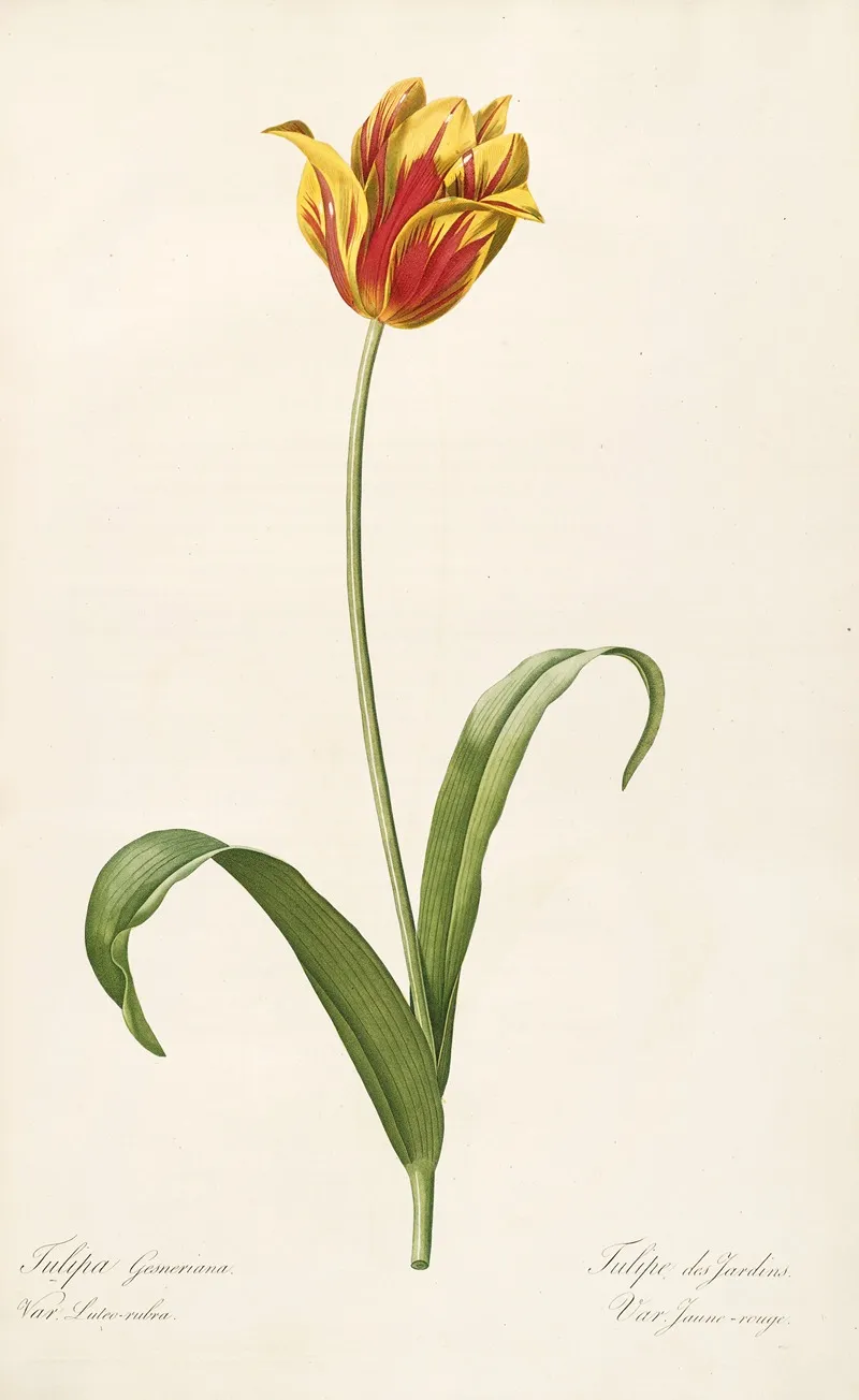 Les Liliacees Pl 56 Wall Art by Pierre Joseph Redouté - High-Resolution Digital Print