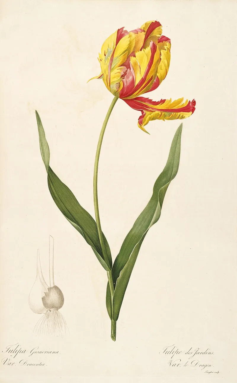 Les Liliacees Pl 57 Wall Art by Pierre Joseph Redouté - High-Resolution Digital Print