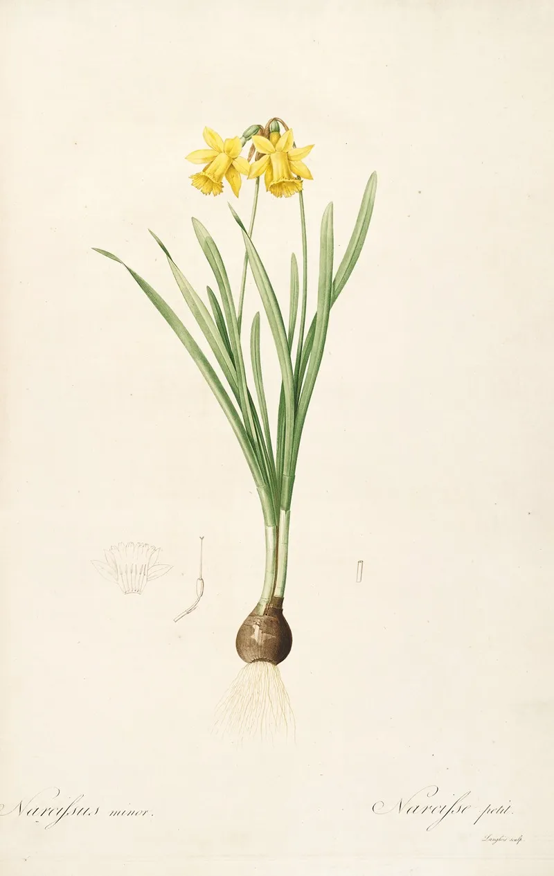 Les Liliacees Pl 59 Wall Art by Pierre Joseph Redouté - High-Resolution Digital Print