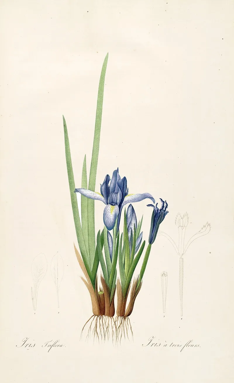 Les Liliacees Pl 60 Wall Art by Pierre Joseph Redouté - High-Resolution Digital Print