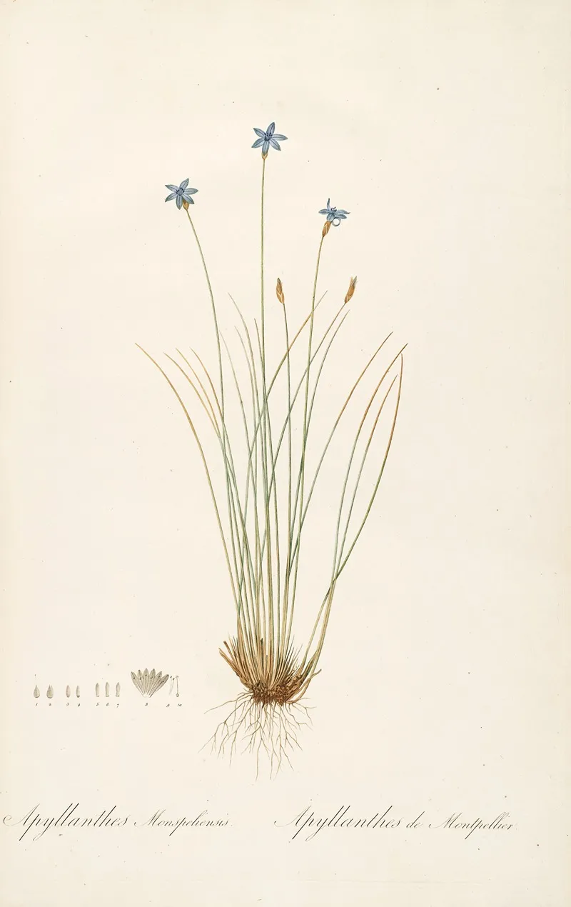 Les Liliacees Pl 62 Wall Art by Pierre Joseph Redouté - High-Resolution Digital Print