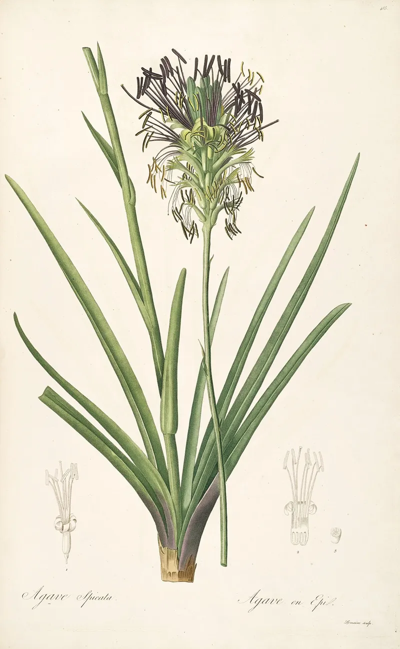 Les Liliacees Pl 64 Wall Art by Pierre Joseph Redouté - High-Resolution Digital Print