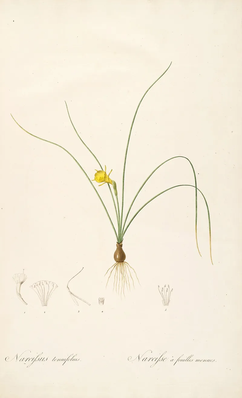 Les Liliacees Pl 65 Wall Art by Pierre Joseph Redouté - High-Resolution Digital Print