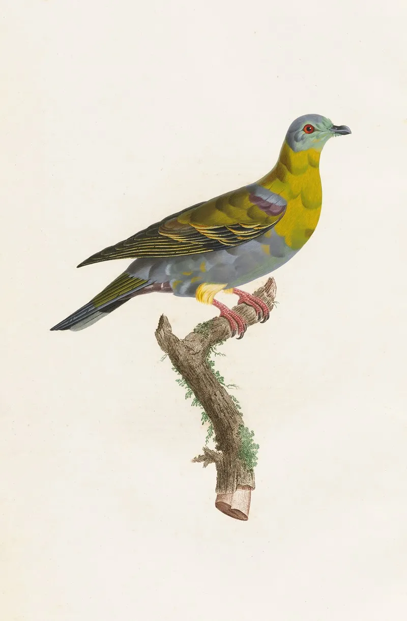 Les Pigeons Pl 01 Wall Art by Coenraad Jacob Temminck - High-Resolution Digital Print
