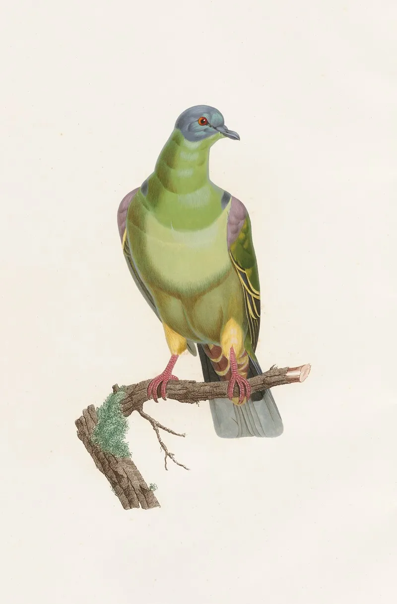 Les Pigeons Pl 02 Wall Art by Coenraad Jacob Temminck - High-Resolution Digital Print