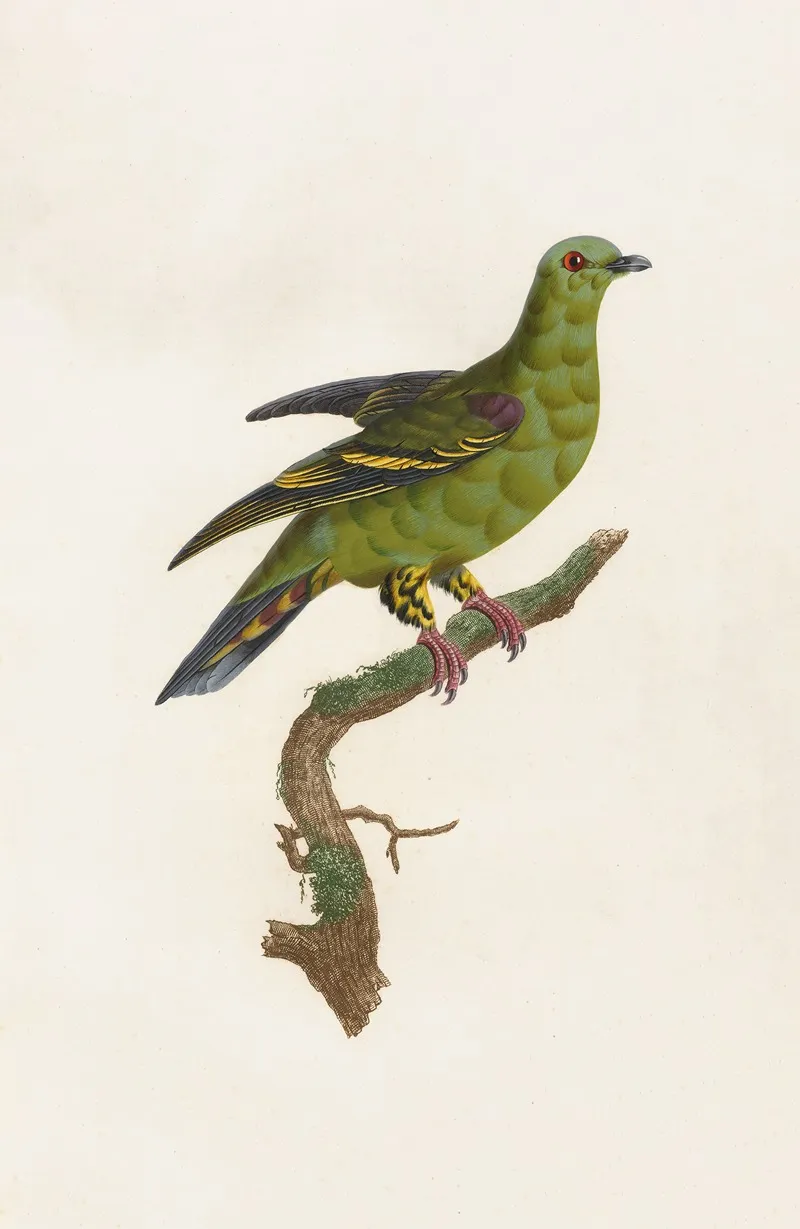 Les Pigeons Pl 03 Wall Art by Coenraad Jacob Temminck - High-Resolution Digital Print