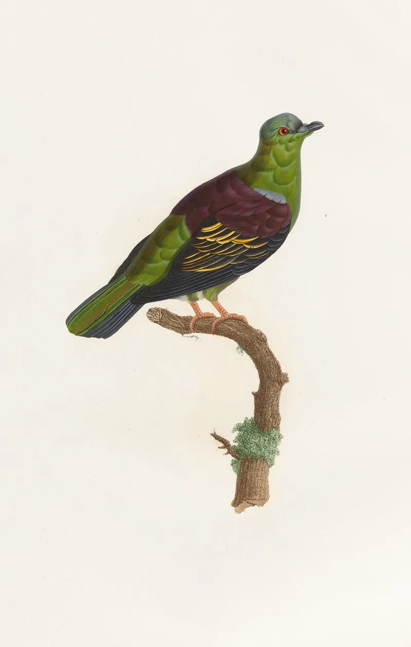 Les Pigeons Pl 05 Wall Art by Coenraad Jacob Temminck - High-Resolution Digital Print