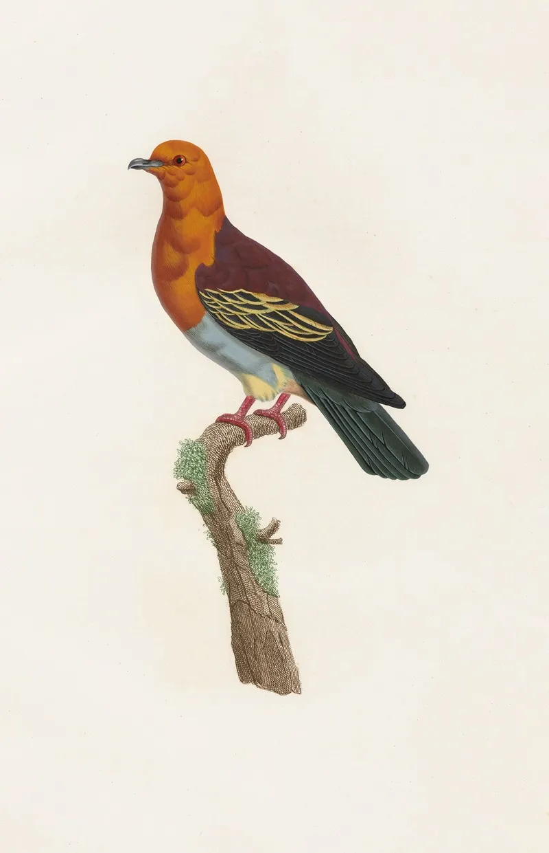 Les Pigeons Pl 06 Wall Art by Coenraad Jacob Temminck - High-Resolution Digital Print