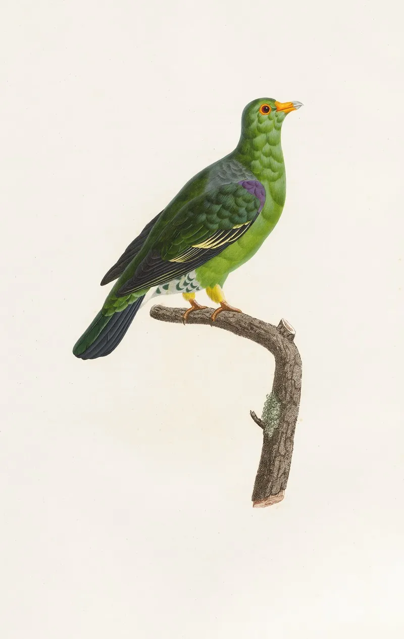 Les Pigeons Pl 07 Wall Art by Coenraad Jacob Temminck - High-Resolution Digital Print