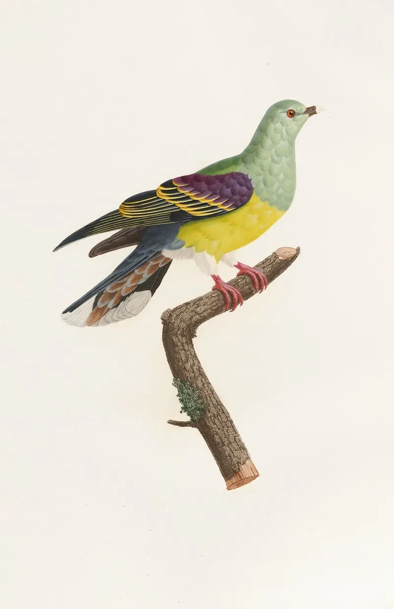 Les Pigeons Pl 08 Wall Art by Coenraad Jacob Temminck - High-Resolution Digital Print