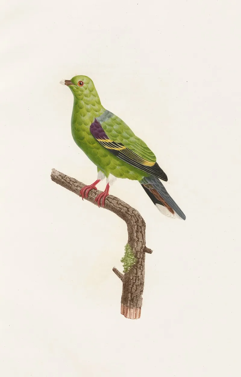 Les Pigeons Pl 09 Wall Art by Coenraad Jacob Temminck - High-Resolution Digital Print