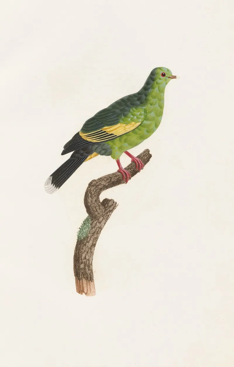 Les Pigeons Pl 11 Wall Art by Coenraad Jacob Temminck - High-Resolution Digital Print