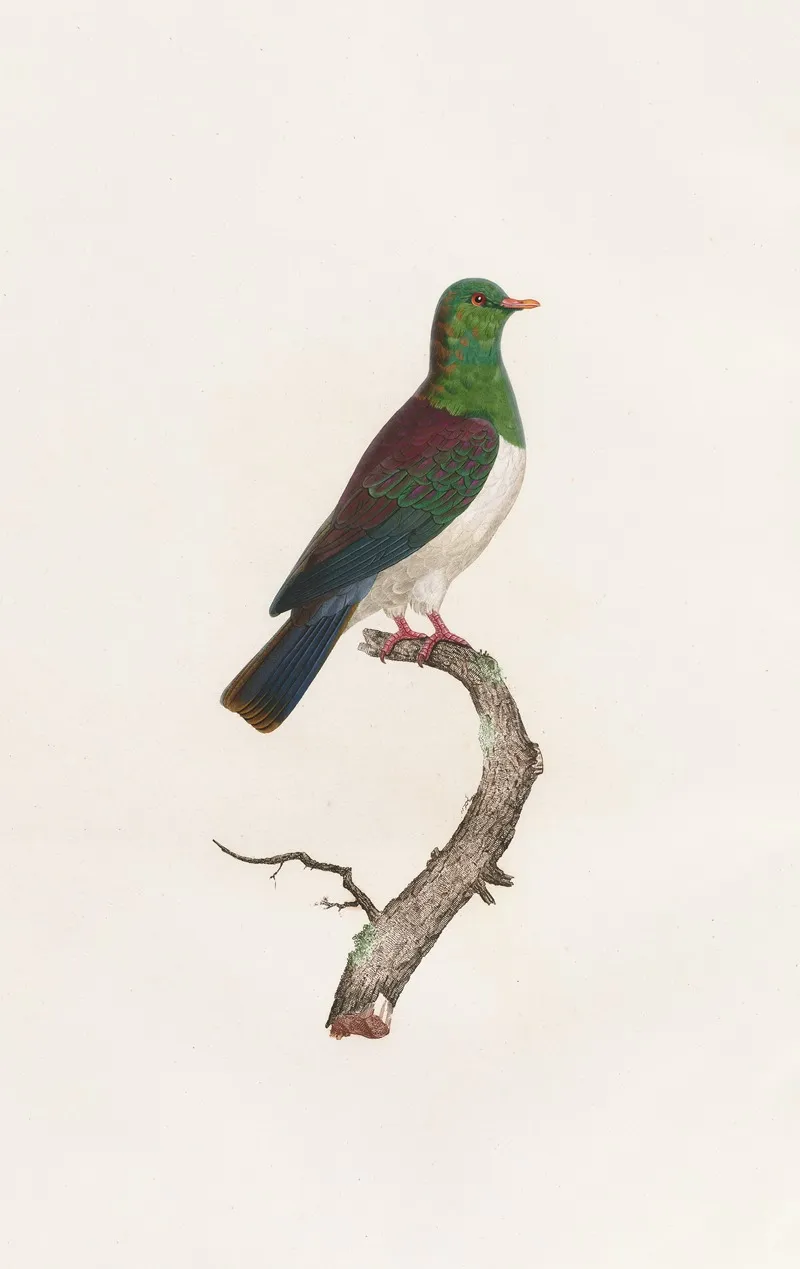 Les Pigeons Pl 12 Wall Art by Coenraad Jacob Temminck - High-Resolution Digital Print