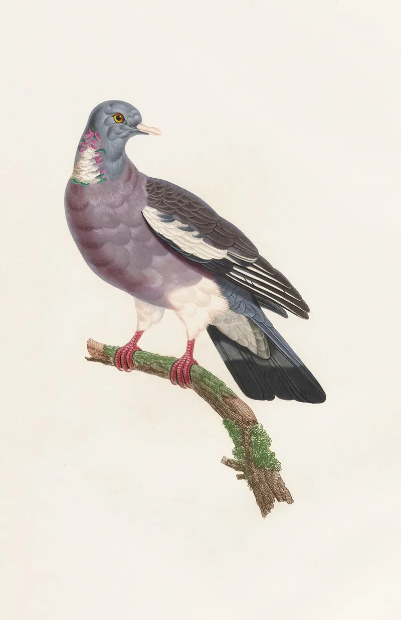 Les Pigeons Pl 13 Wall Art by Coenraad Jacob Temminck - High-Resolution Digital Print