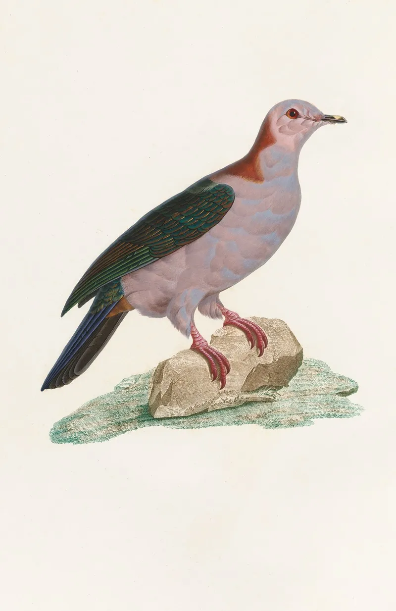 Les Pigeons Pl 14 Wall Art by Coenraad Jacob Temminck - High-Resolution Digital Print