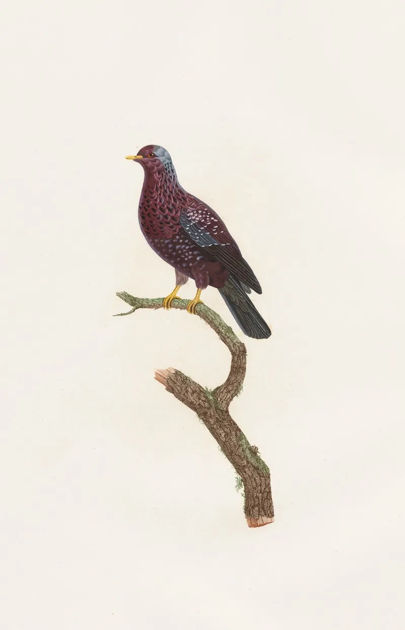 Les Pigeons Pl 16 Wall Art by Coenraad Jacob Temminck - High-Resolution Digital Print